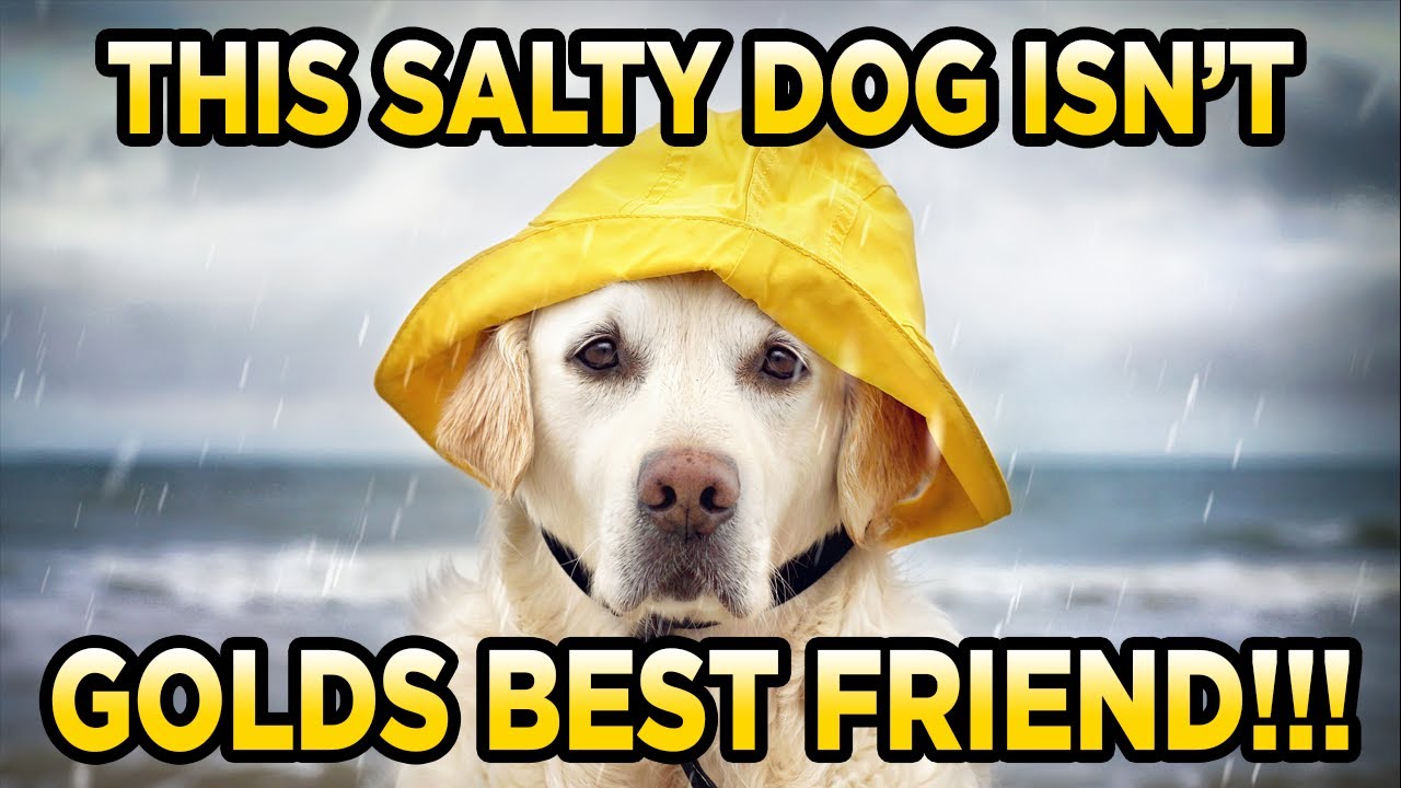 SaltyDogGemMine.com Quart Cons Bag Gold Paydirt Review 