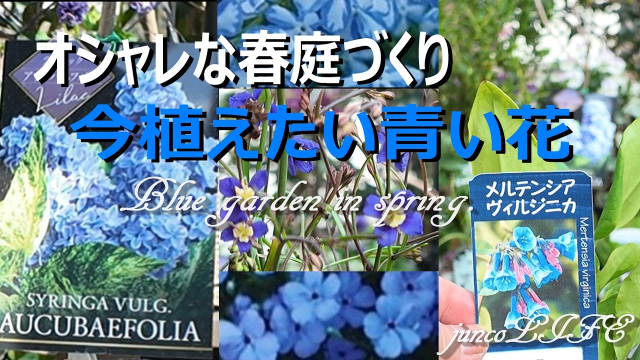 ローズガーデンカネコさん春の部初日＊ブルーガーデンのための青い花
