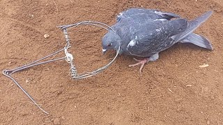 اسهل طريقة لصيد الحمام بالفخ بسيط وفعال Pigeon trap Hunting