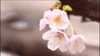 Sakura's Theme Song