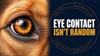 The Hidden Reason Your Dog Stares at You