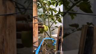Never Water Your Plants Manually Again: Proven Timer Fix #gardeninghacks #diy #plants