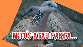Mitos Pelihara Burung Tekukur - Mitos Derkuku