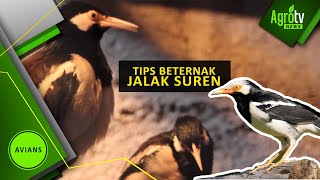 JALAK SUREN BIKIN PETERNAK MENANGIS