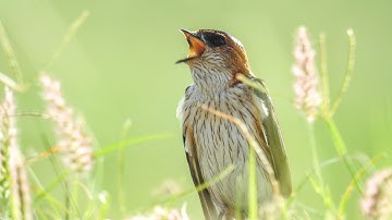 Red-rumped Swallow call