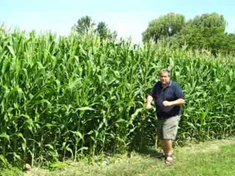 Mayville Michigan Corn 2008