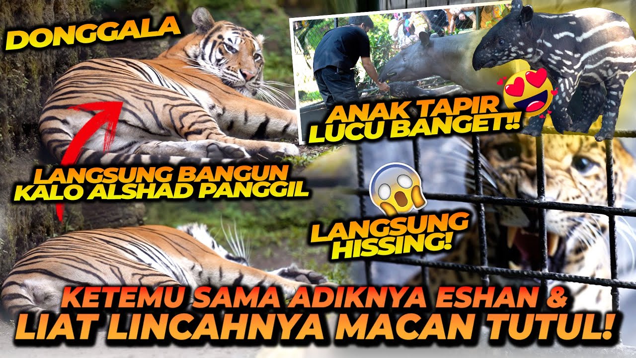 ALSHAD NGE TES DAYA INGAT HARIMAU BENGGALA! KETEMU MACAN TUTUL YANG SANGAT LINCAH & BABY TAPIR LUCU!