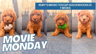Rubys Micro Teacup Goldendoodle Puppies 7 weeks