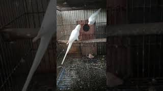 White Ring Neck Beauty l Parrots Breeding Information l