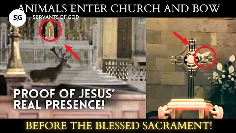 Proof Of The Real Presence of Christ In the Eucharist