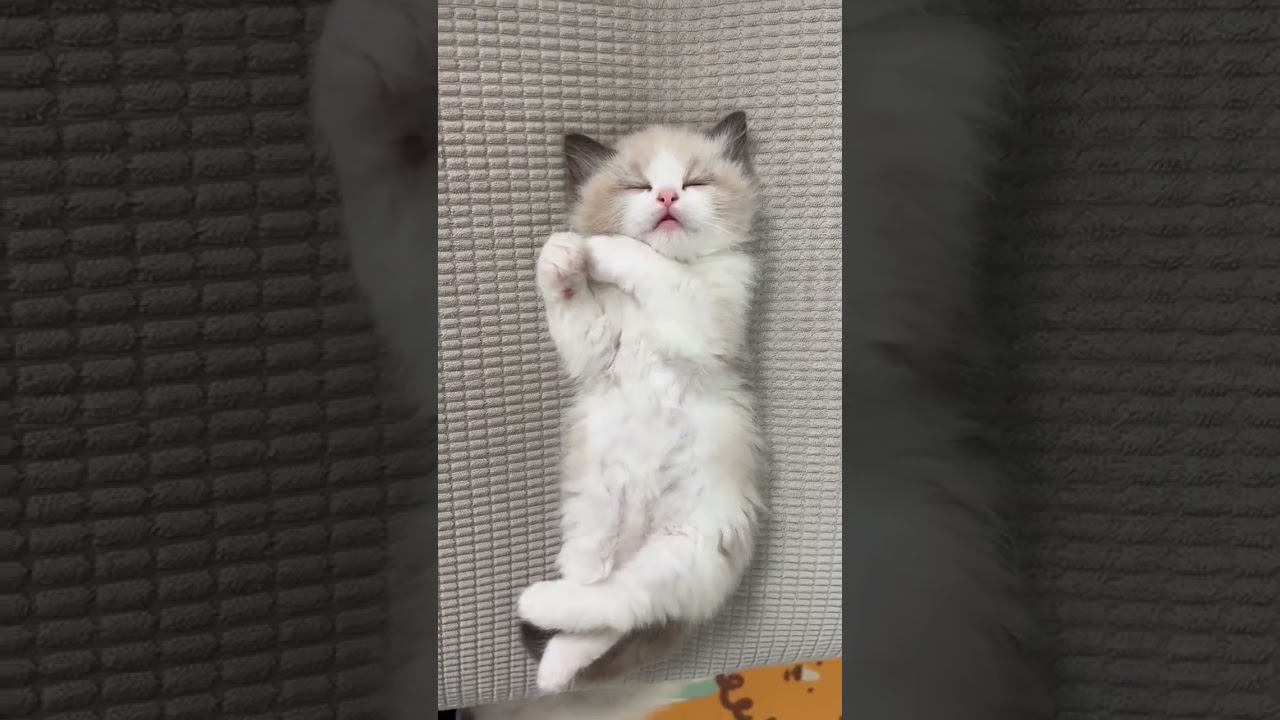Ragdoll kitten 
