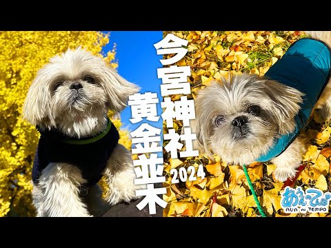 【京都】シーズー犬てんぽさんと黄金に輝く銀杏並木2024【今宮神社】