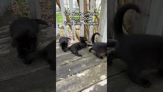 Too Much Cuteness… Then BOOM—Total Kitty Mayhem! #kittens #kittenlove #cutekitty