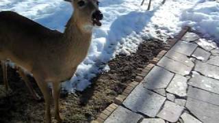 MVI_0008.AVI