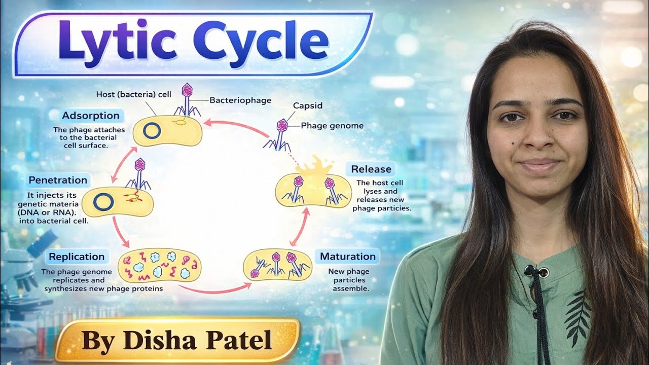 Lytic Cycle of Bacteriophage Explained Step by Step | Easy Microbiology