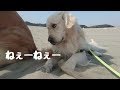 潮干狩りのあとはゴロスリ三重奏の英国ゴールデンレトリバーギンちゃん(2歳)