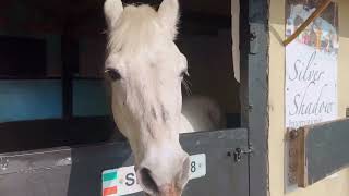 Diamond's Equine Renvyle - Stallion Showcase 2025
