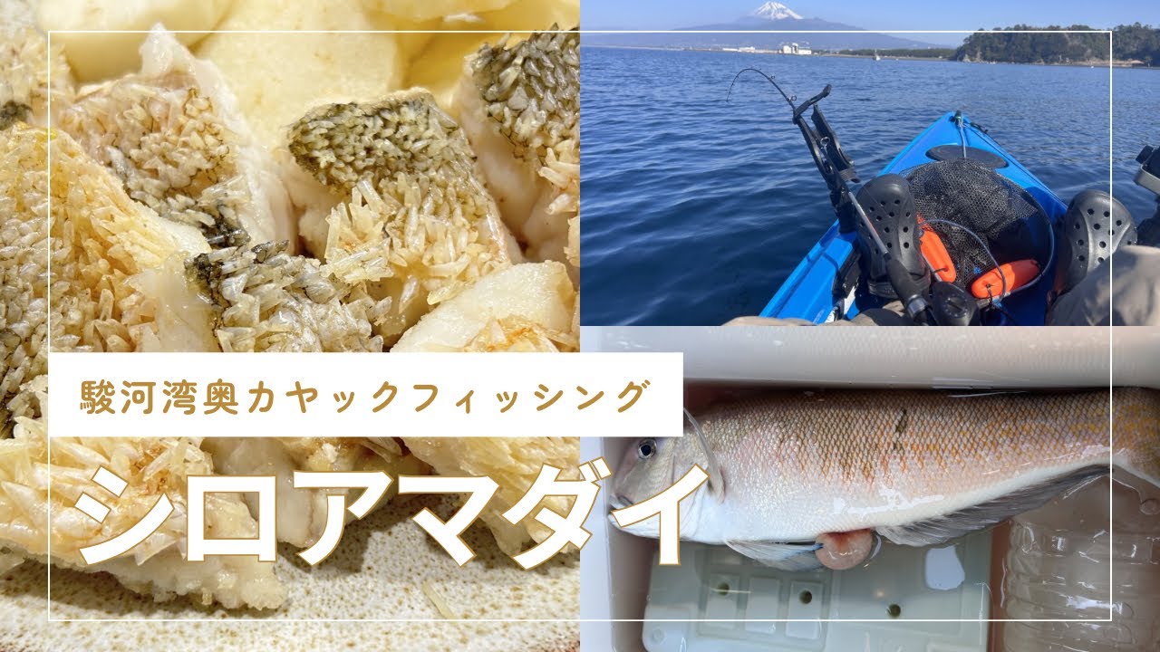 【駿河湾奥カヤックフィッシング】シロアマダイを松笠揚げと甘鯛ご飯でいただく動画