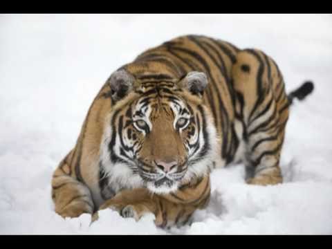 WHF Big Cats Enjoying the Snow
