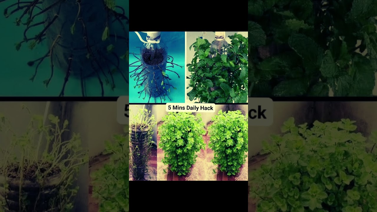 Grow Fresh Mint at Home Using Recycled Plastic Bottles | Eco-Friendly Hanging Garden DIY