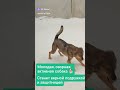 Чанга #помогаемнайтидом #собака #помощь_животным
