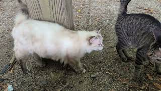 White stray cat feinting with a right hook to a headbutting cat