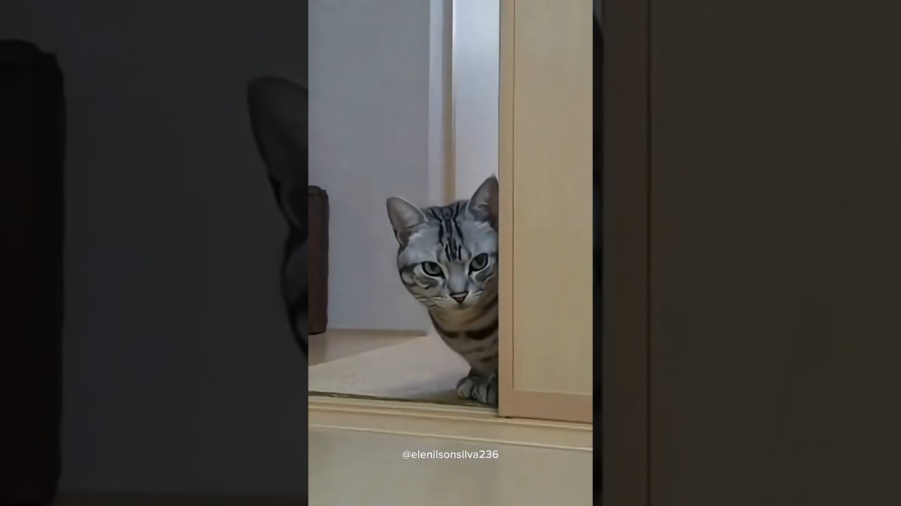 Cat Army Training — My Cat’s Ready for Action! 🎖️🐱💪 