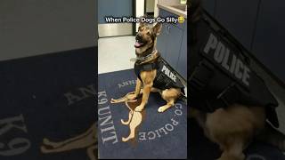 When Police Dogs Go Silly 😂 | Funniest K9 Moments You Must See. #shorts