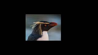 Capleton &amp; Irie ites - Slew dem (Dubplate) (Slowed + Reverb + Bass Boosted)