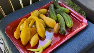 1st garden harvest