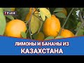 Лимоны и бананы из Казахстана  / Грани