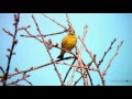カワラヒワ（3）さえずり - Oriental greenfinch - Wild Bird - 野鳥 動画図鑑