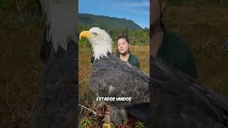 Estos Son Sonidos Reales De Animales