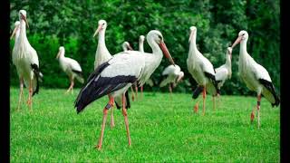 30 08 2025 E elsendo de Pola RetRadio