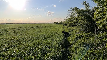 Deutsch Drahthaar, Jagdhunde / Hunting dog training