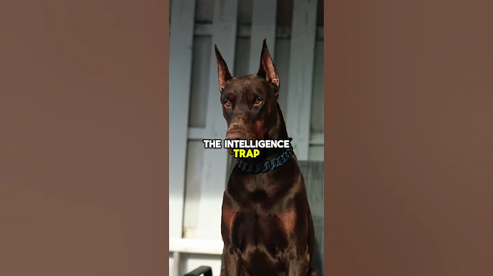 3 Doberman Training Secrets Every Owner Should Know