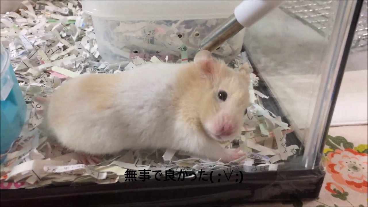 新入りさん カラーハムスターとダルメシアンハムスターの新入りさんの紹介です Youtube