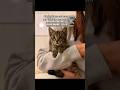 #ads #cat #allergyfree #catowners #catallergies #kitten #catmom #pets