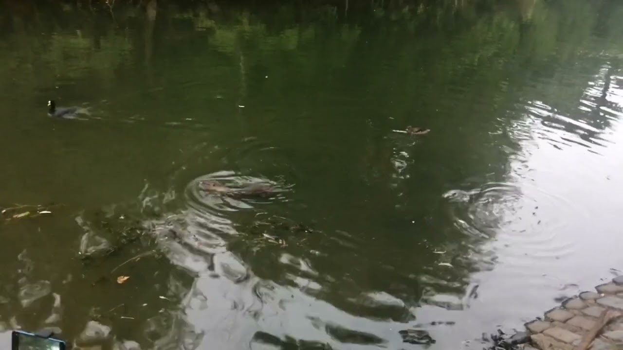 Парк Lago de Regatas, Аргентина, Буэнос-Айрес. Parque Lago de Regatas, Argentina, Buenos Aires.
