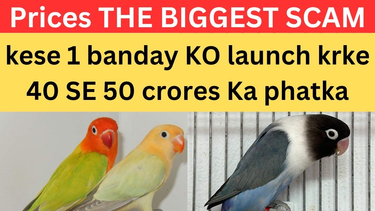 Lovebirds PRICES THE BIGGEST SCAM in Pakistan | 26 September 2024
