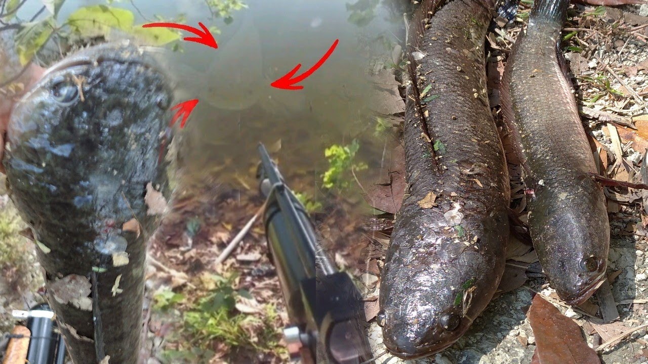 paser mania || nembak ikan nila bonus ikan gabus besar sampek terbang 