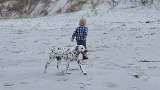 Adstaff Dalmatians go to the beach! by Adam Booth 298 views 9 months ago 1 minute, 26 seconds