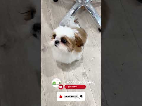 Shih Tzu that attracts trimmers | トリマーを魅了するシーズー