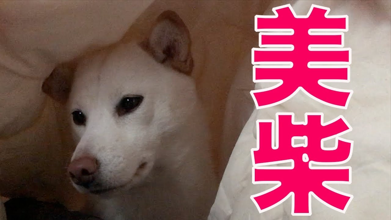 お兄ちゃんのお布団でお目々ウルウルになっている白柴 美少女柴 シンディ クロフォード似 Wsd 34 柴犬 飛行機耳 美少女犬柴柴 Youtube お兄ちゃんのお布団でお目々ウルウルになっている白柴 美少女柴 シンディ クロフォード似 Wsd 34 柴犬 飛行機耳 美少女犬柴柴 Youtube