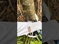 cutting the bamboo tree trunk manually using a small white gear machine tool
