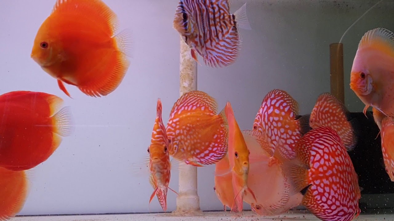 Discus Youtube Discus - YouTube