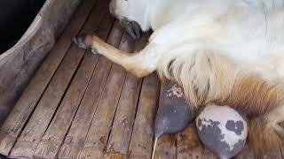 Cara Kempes Kan Susu Kambing Yang Telah Di Tinggalkan Anak Nya,