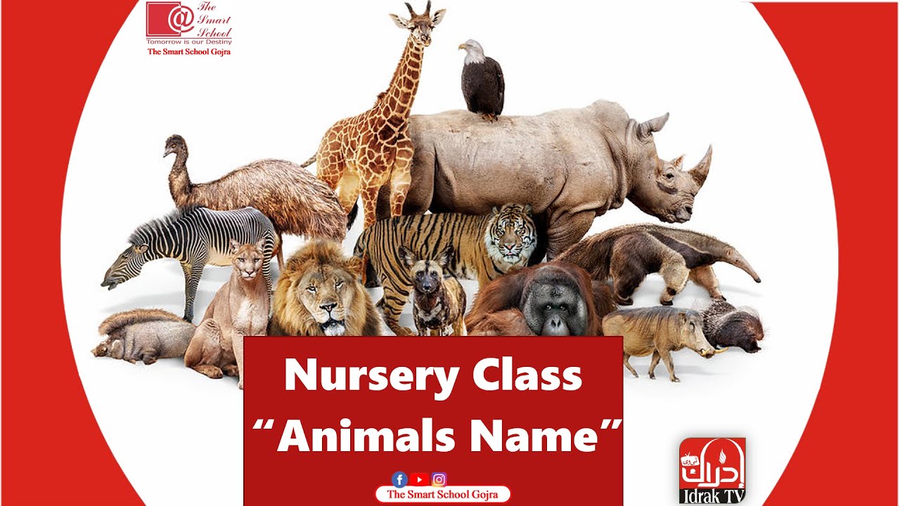 Nursery Class English Animals Name - YouTube
