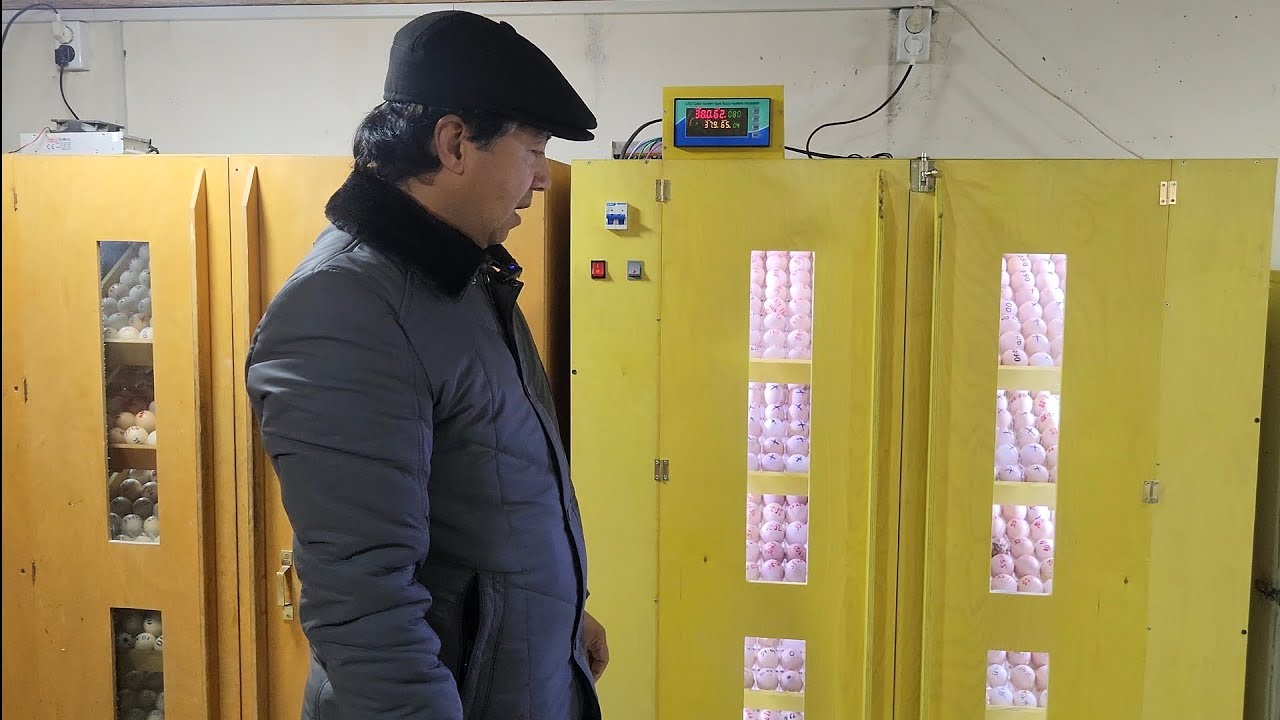 Тухум йуналиши, инкубатор хаккида,тел ун 995703073, 905703073. #chicken#бизнес#факт#тезкор#жужа#тоок