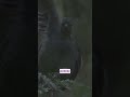This Bird Mimics ANYTHING! (Chainsaws, & More!) #lyrebird #naturefacts #foryoupage #viralshorts